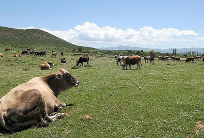 Doğu’da Sütaş umudu
