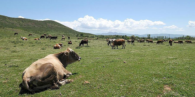 Doğu’da Sütaş umudu