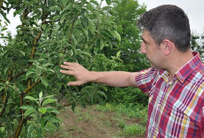 İnegöl’de şeftali ve elma üreticisine uyarı