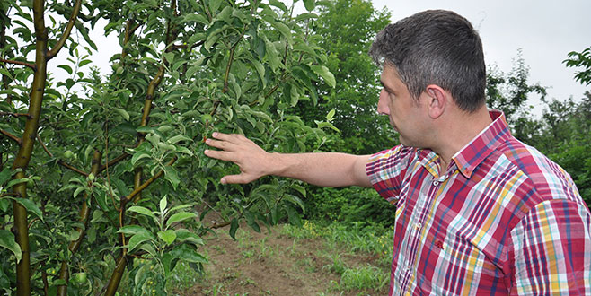 İnegöl’de şeftali ve elma üreticisine uyarı