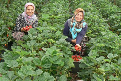 Mahmudiyeli çilekçiler sulama göleti istiyor