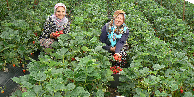 Mahmudiyeli çilekçiler sulama göleti istiyor