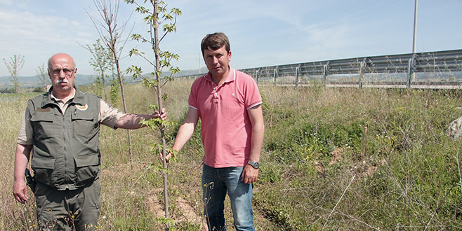 Yenişehir ormanlarında ağaçlandırma çalışması