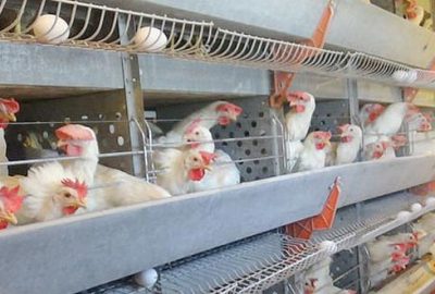 Üretim yüzde 80 azaldı: Fiyatlar artabilir