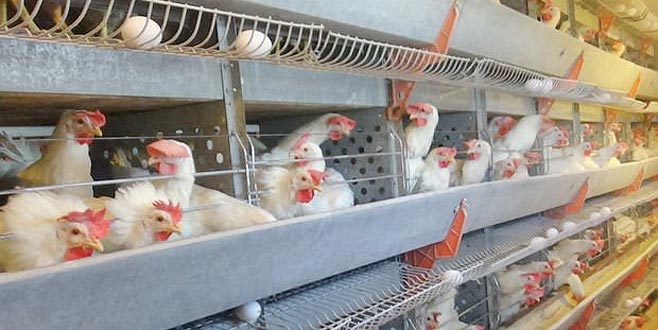 Üretim yüzde 80 azaldı: Fiyatlar artabilir