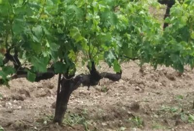 Dolu meyvelere zarar verdi