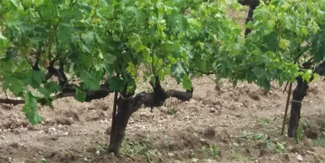 Dolu meyvelere zarar verdi