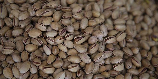 Mayıs yağmuru fıstık üreticisine ‘ilaç’ oldu