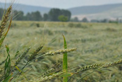 İnegöl’ü dolu vurdu