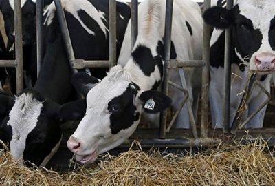 150 bin ineği itlaf edecekler