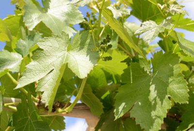 Yaprağı meyvesinden çok kazandırıyor