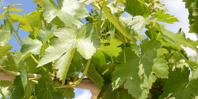 Yaprağı meyvesinden çok kazandırıyor