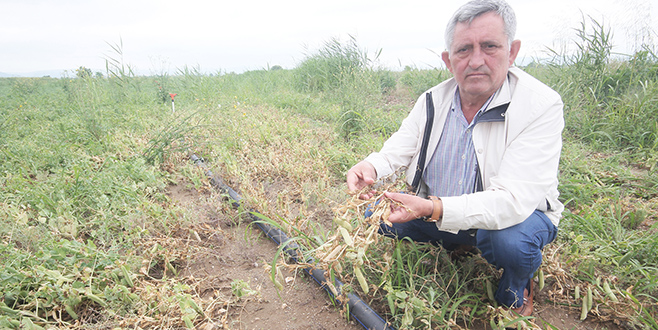 Yenişehirli çiftçide endişeli bekleyiş