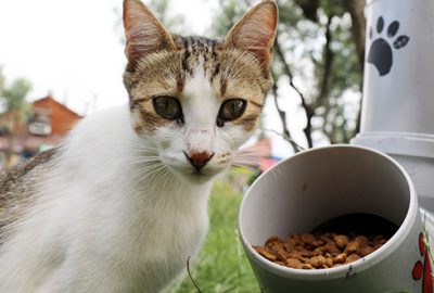 Sokak hayvanları için el emeği mamamatik
