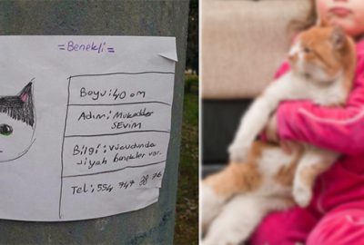 Sosyal medya fenomeni olan kayıp kedi ‘Benekli’ bulundu