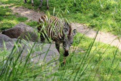Hayvanat bahçesinin bebek üyeleri neşe saçıyor