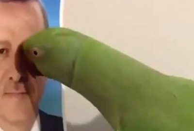 Cumhurbaşkanını seçen papağan sosyal medyada fenomen oldu