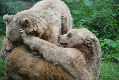 Ayıların keyfine diyecek yok