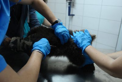  3 yavru ayıya mikro cip takıldı 