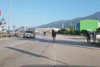 Trafikte başıboş at tehlikesi