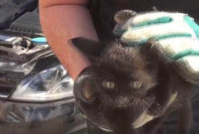 Bursa’da kedi itfaiye ekipleri tarafından böyle kurtarıldı