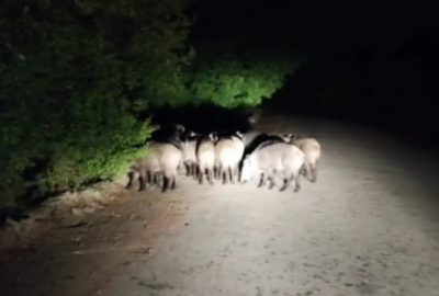 Aracıyla ilerlerken bir anda karşısına çıktılar!