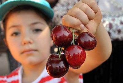 Çin’den sonra Tayvanlı heyet de Türk kirazı için geliyor