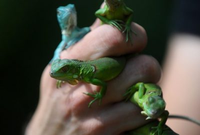 Bursa Hayvanat Bahçesi’nin yeni üyeleri…