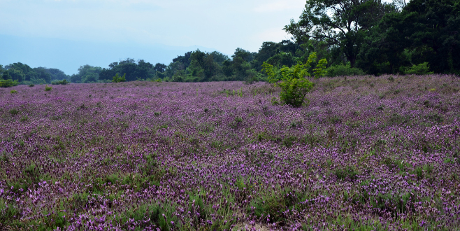 Bu karabaş otu denizi çok yakınımızda