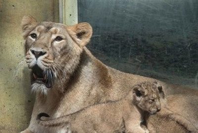 Aslan ve kaplanlar hayvanat bahçesinden kaçtı