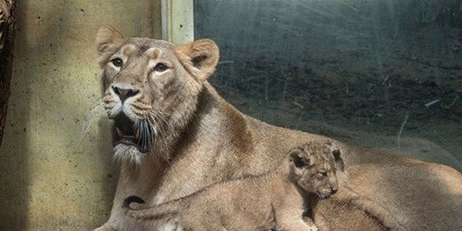 Aslan ve kaplanlar hayvanat bahçesinden kaçtı Aslan ve kaplanlar hayvanat bahçesinden kaçtı