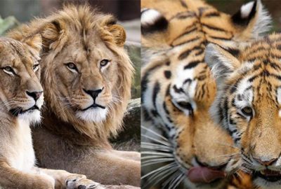 Hayvanat bahçesinden kaçan hayvanlar yakalandı