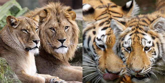 Hayvanat bahçesinden kaçan hayvanlar yakalandı