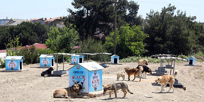Sahipsiz hayvanlara besleme noktası