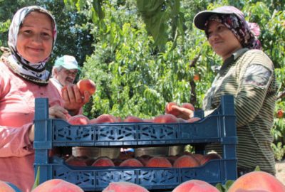 Bursalı çiftçinin ‘şeftali’ sevinci