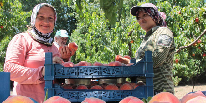 Bursalı çiftçinin ‘şeftali’ sevinci