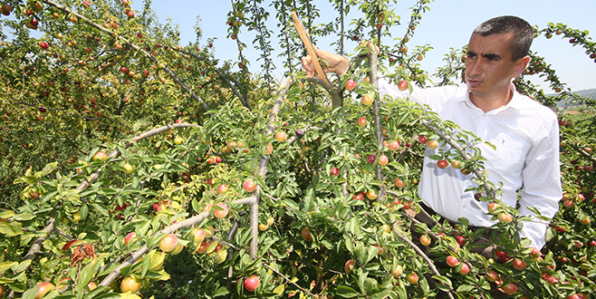 Yenişehir’de meyve ağaçları yükünü aldı
