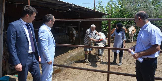 Mudanyalı genç çiftçiye büyükbaş hayvan desteği