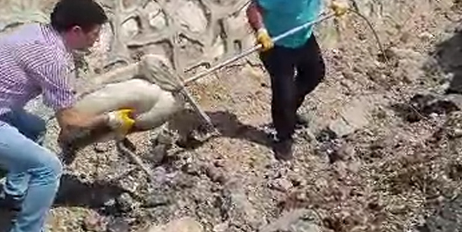 Yaralı pelikana yardım eli