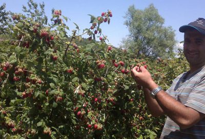Kestel de ahududu sezonu başladı