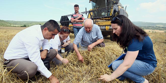 Yenişehir’de buğday hasadı başladı