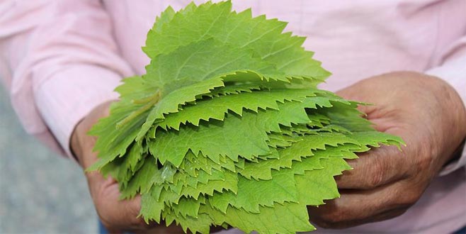 Yaprağı meyvesinden 10 kat değerli