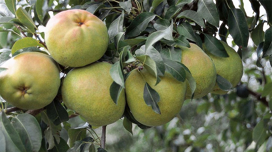 Bursalı meyve yetiştiricilerine destek