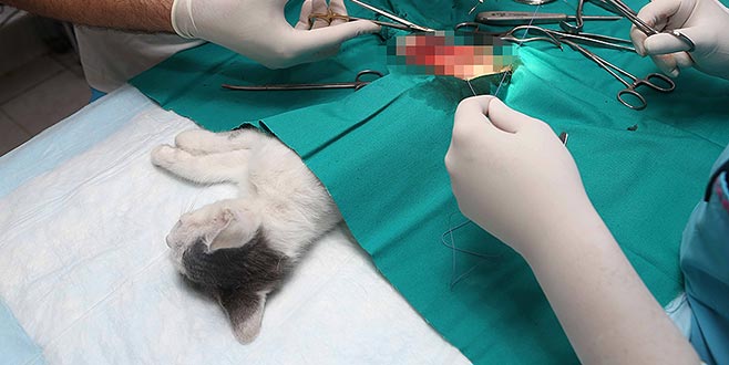 Bacağı kırılan kediler sağlığına kavuşacak