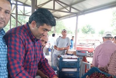 Napolyon kirazı alımları başladı