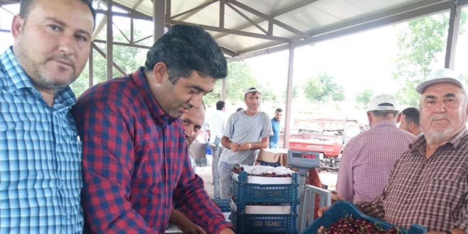 Napolyon kirazı alımları başladı