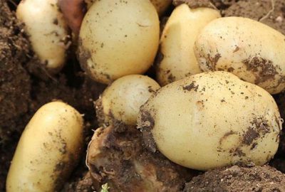 Soğan ve patates ile ilgili çok önemli açıklama