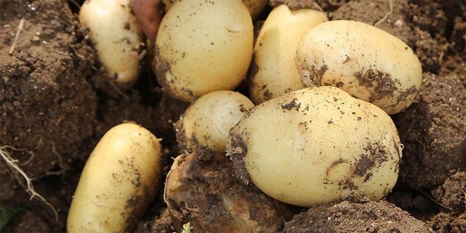 Soğan ve patates ile ilgili çok önemli açıklama