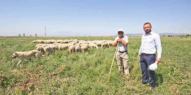 Islah edilen mera hayvancılığa açıldı