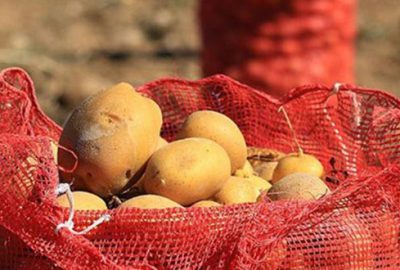Yükselen patates fiyatlarına müdahale geldi! İşte Bursa’da patatesin satış fiyatı